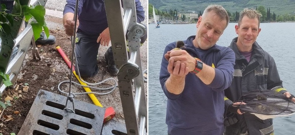 Gli anatroccoli cadono in un tombino, mamma anatra è disperata ma ci pensano i vigili del fuoco a salvarli